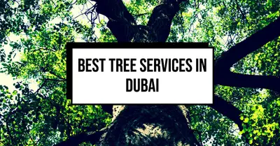 3 Best Tree Services in Dubai (2026)