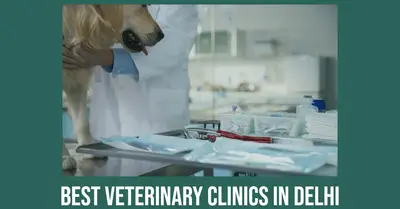 5 Best Veterinary Clinics in Delhi (2026)