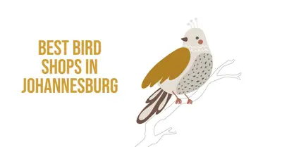 5 Best Bird Shops in Johannesburg (2026)