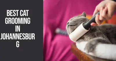 5 Best Cat Grooming Services in Johannesburg (2026)