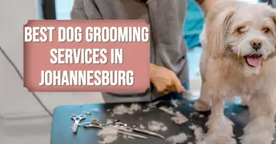 5 Best Dog Grooming Services in Johannesburg (2026)