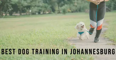 5 Best Dog Training in Johannesburg (2026)