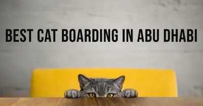 5 Best Cat Boarding Services in Abu Dhabi (2026)