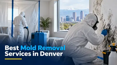4 Best Mold Removal Services in Denver (2026)