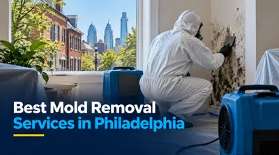 5 Best Mold Removal Services in Philadelphia (2026)