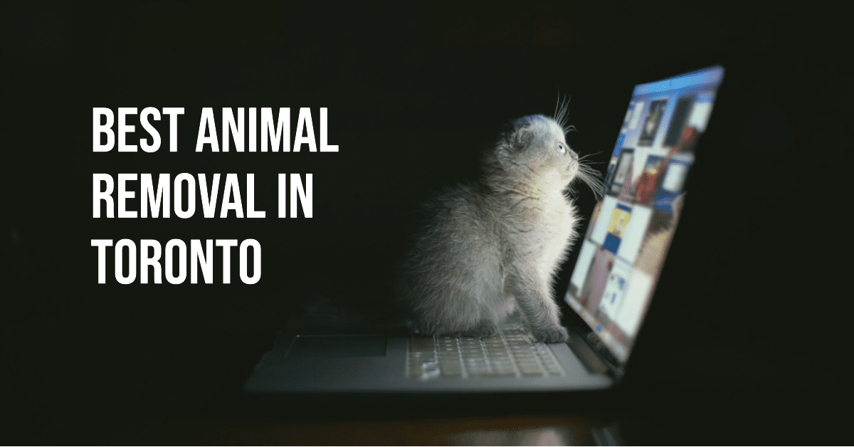 Best Animal Removal In Toronto (2026)