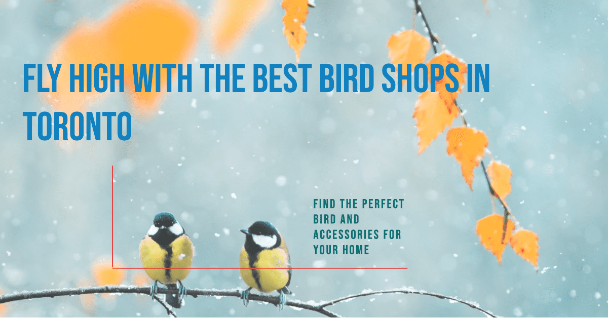 Best Bird Shops In Toronto (2026)
