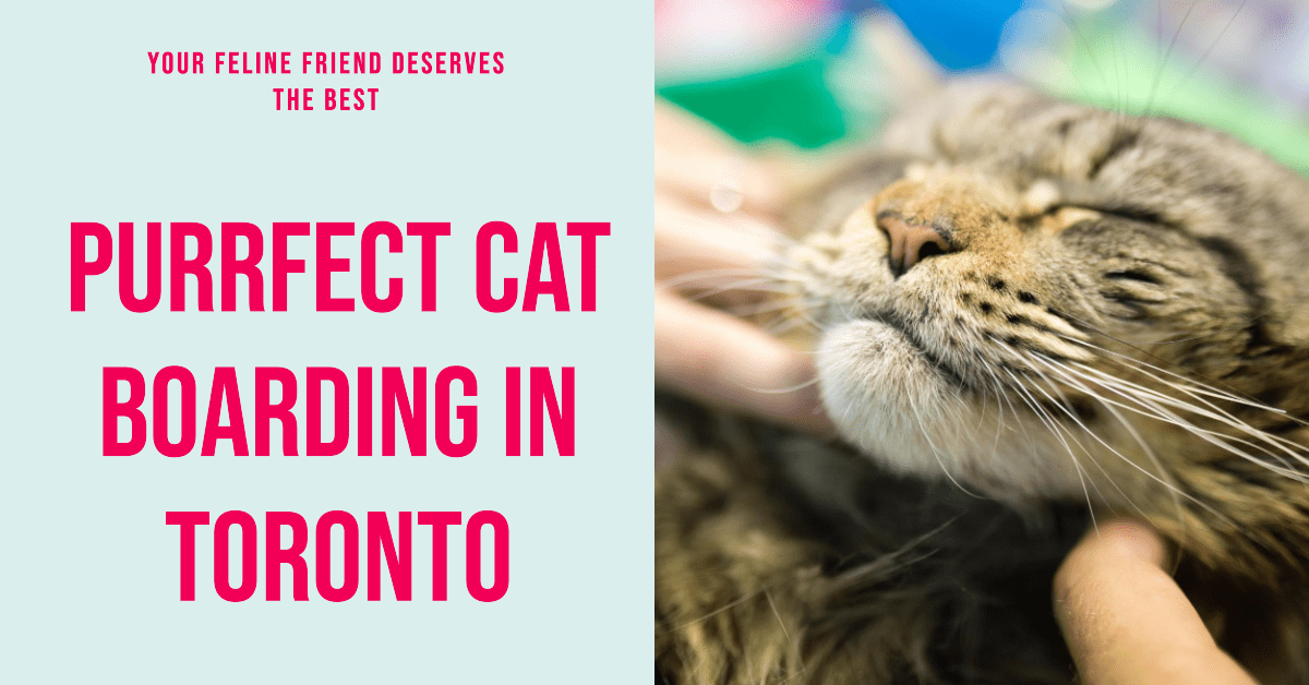 Best Cat Boarding In Toronto (2026)