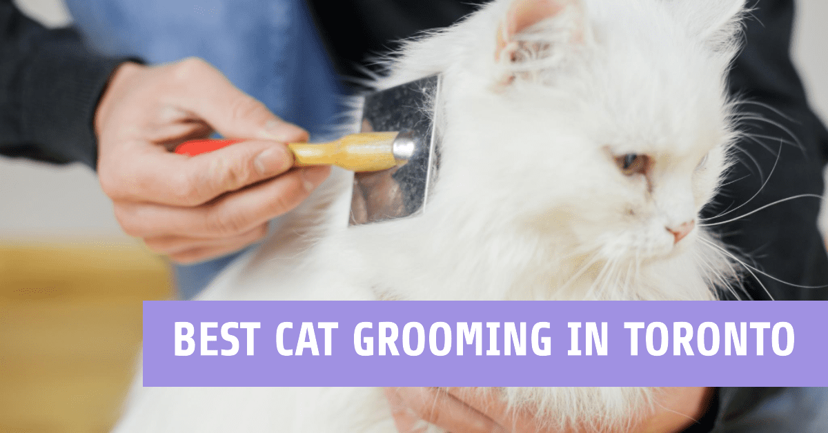 Best Cat Grooming In Toronto (2026)