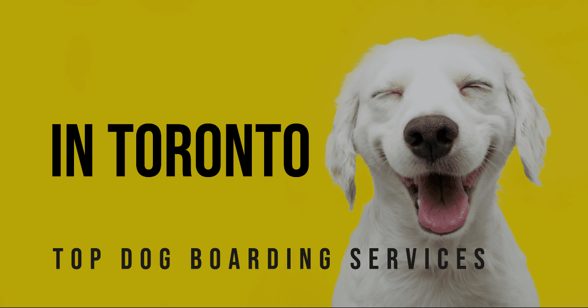 Best Dog Boarding In Toronto (2026)