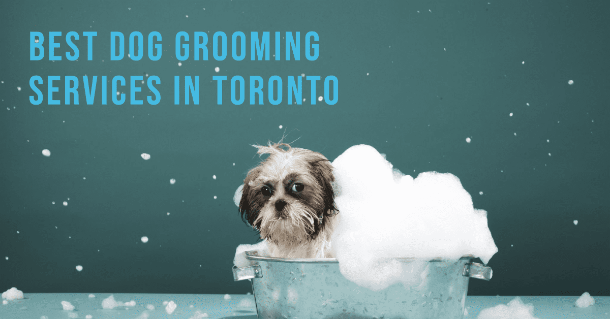 Best Dog Grooming Services In Toronto (2026)