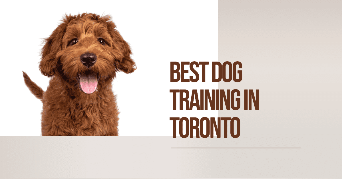 Best Dog Training In Toronto (2026)