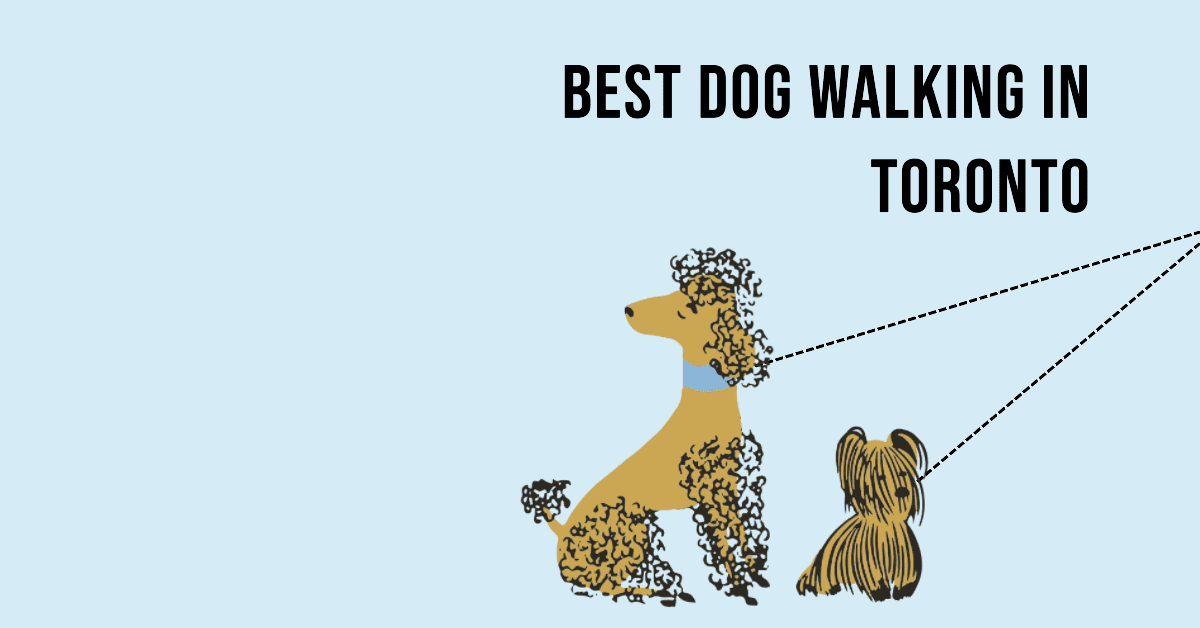 Best Dog Walking In Toronto (2026)