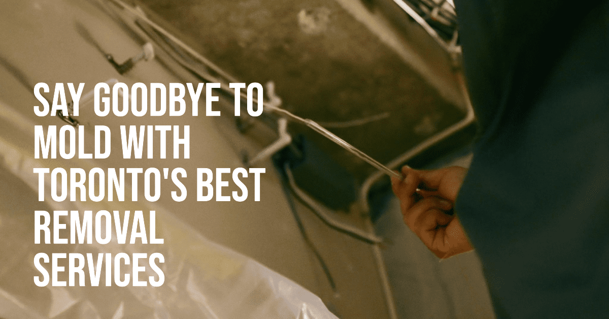 Best Mold Removal Services In Toronto (2026)