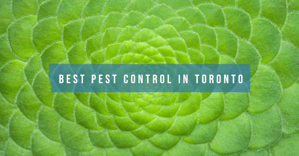 Best Pest Control In Toronto (2026)