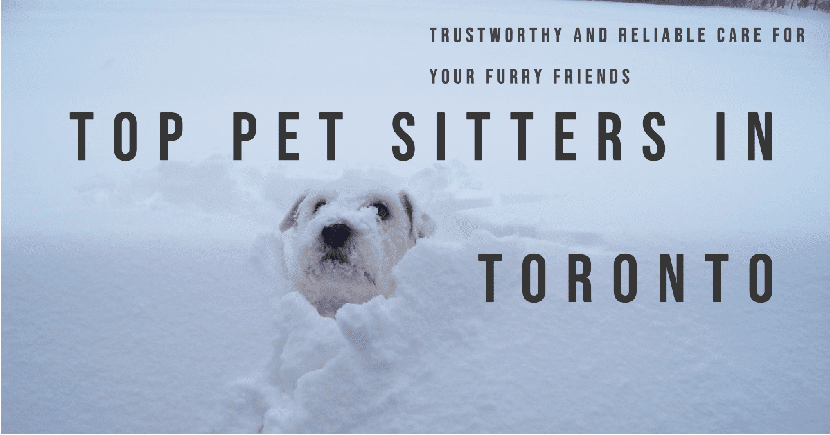 Best Pet Sitters in Toronto (2026)