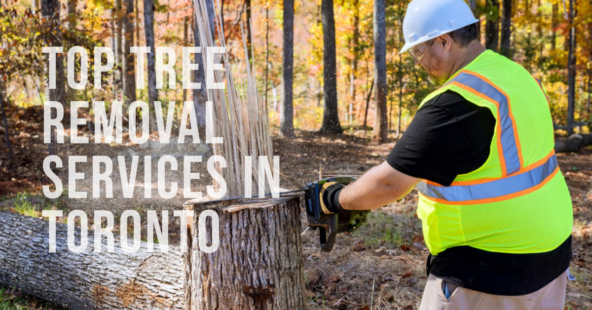 Best Tree Removal In Toronto (2026)