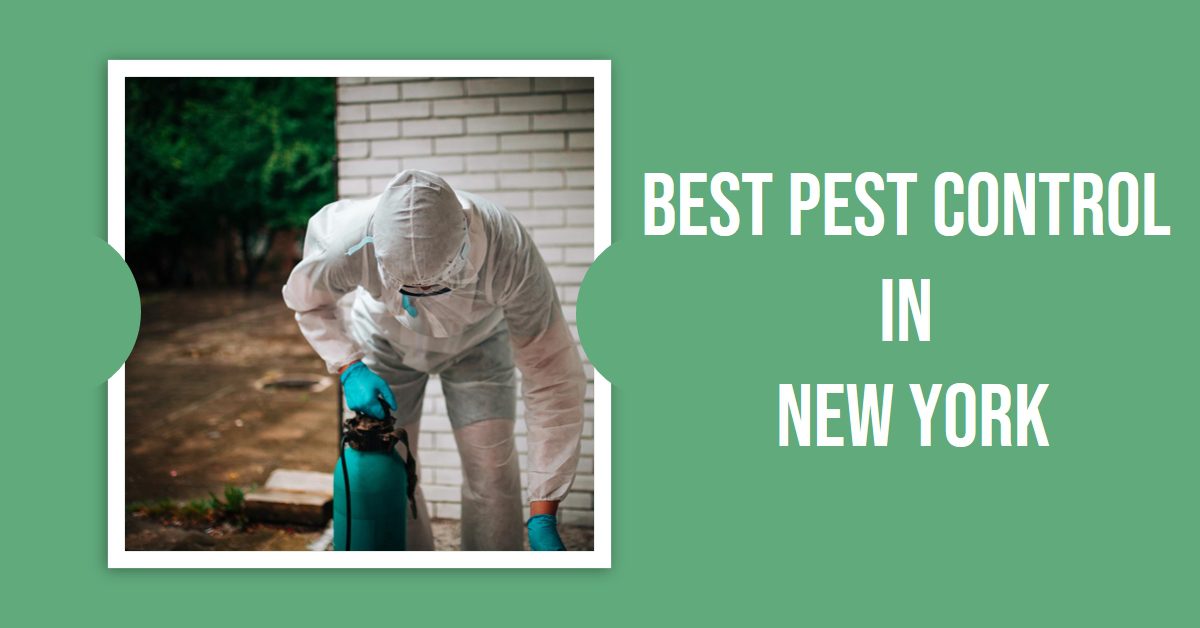 Best Pest Control In New York (2026)