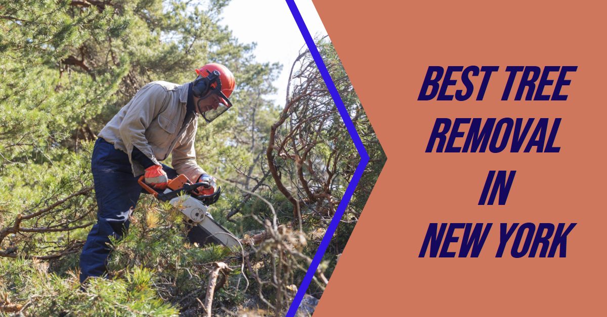 Best Tree Removal In New York (2026)