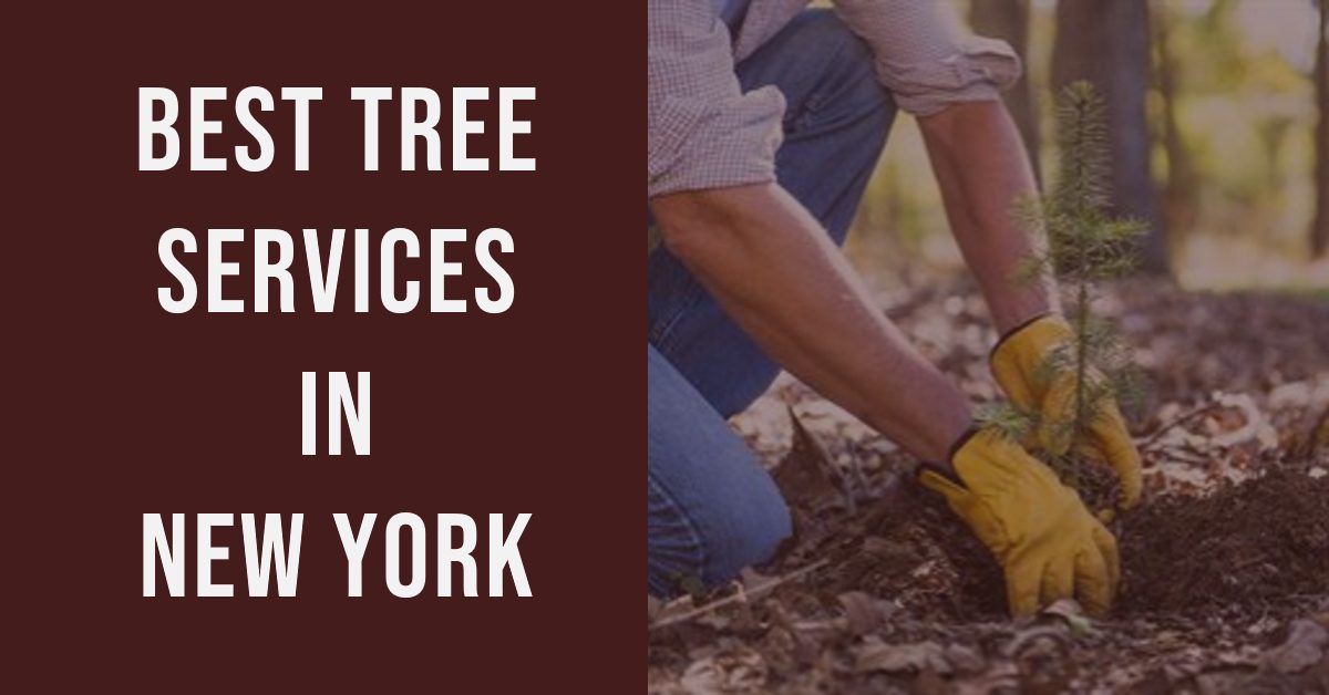 Best Tree Services In New York (2026)