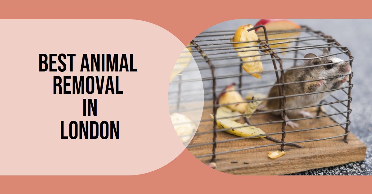 Best Animal Removal In London (2026)
