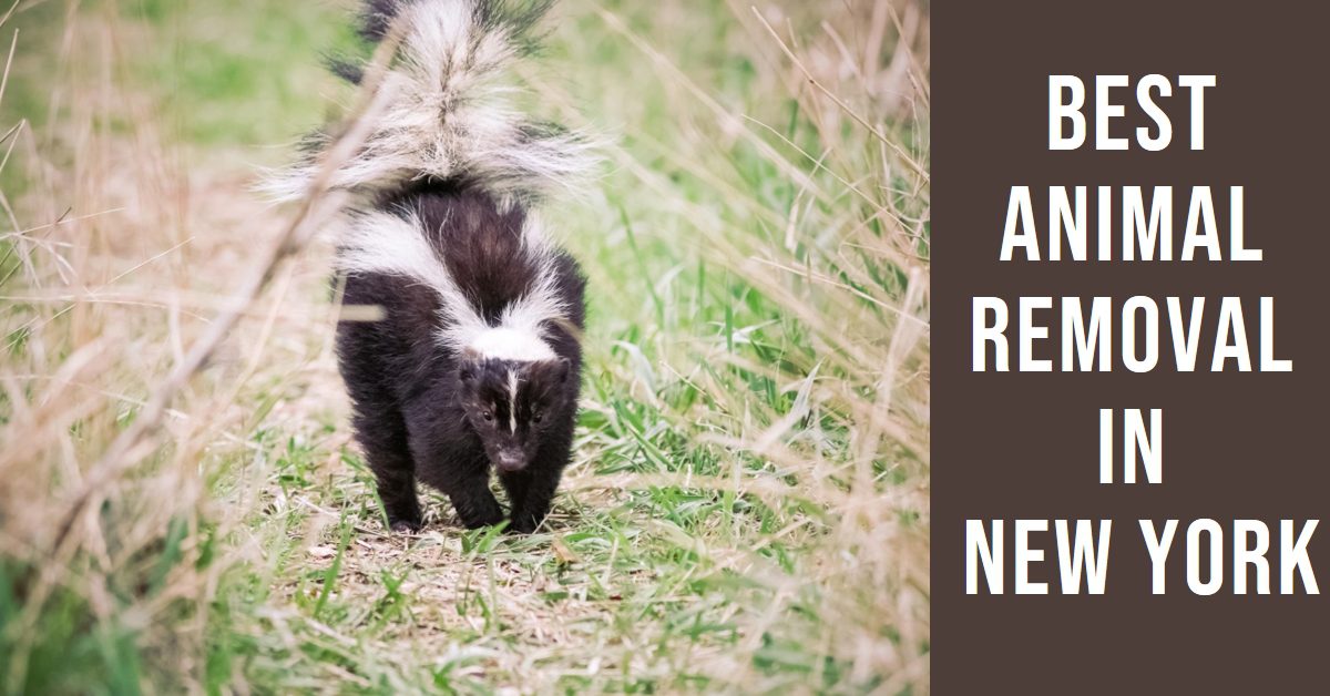Best Animal Removal In New York (2026)