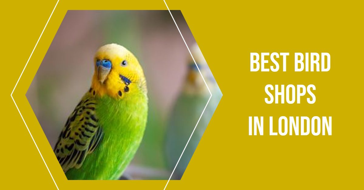 Best Bird Shops In London (2026)