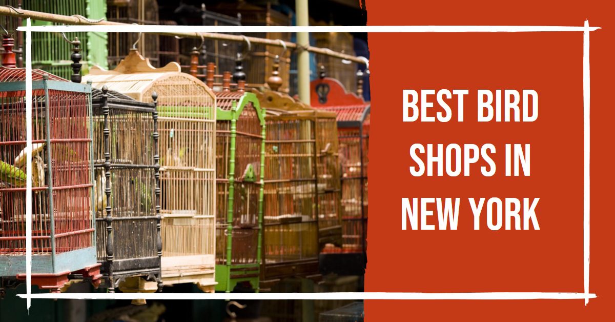 Best Bird Shops In New York (2026)