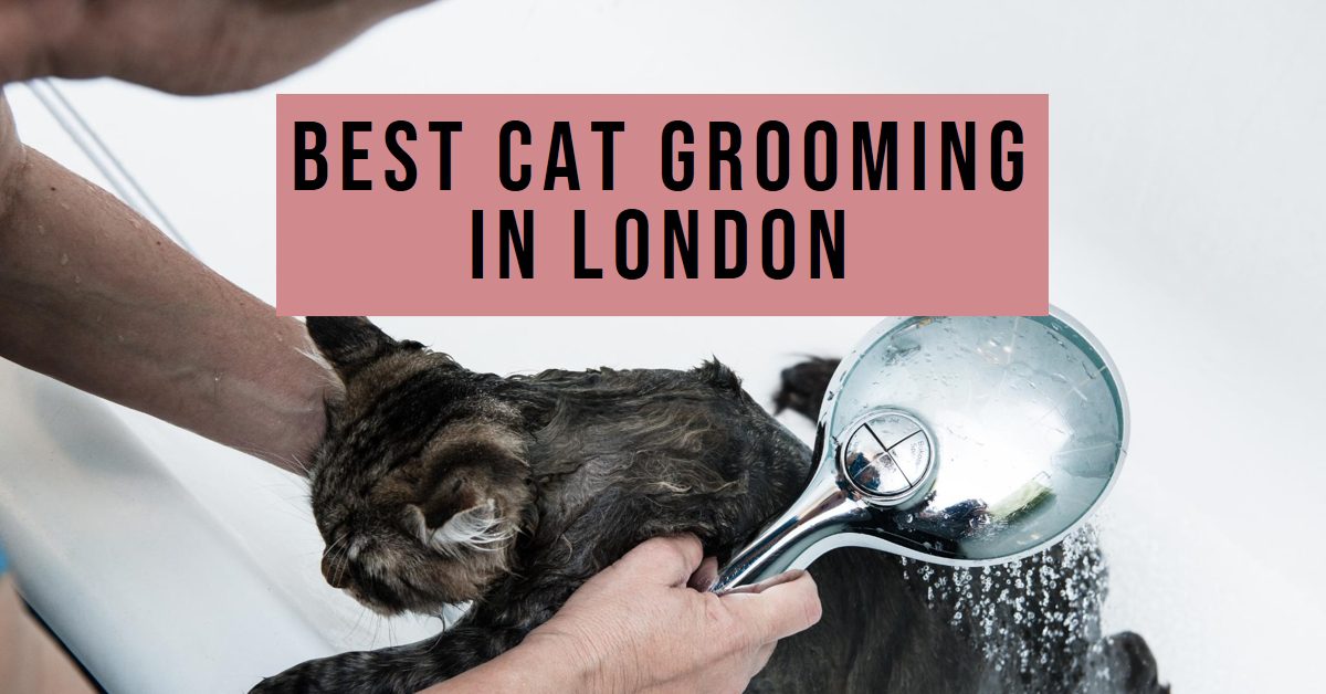 Best Cat Grooming In London (2026)