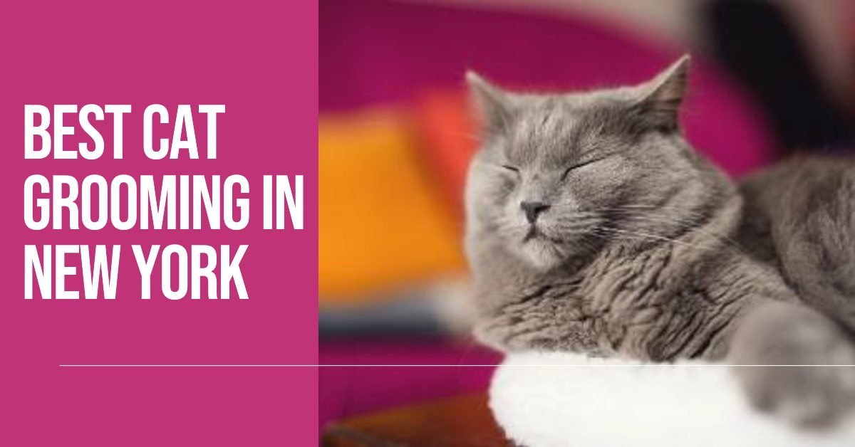 Best Cat Grooming In New York (2026)
