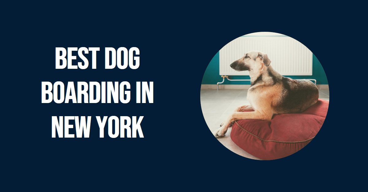 Best Dog Boarding In New York (2026)