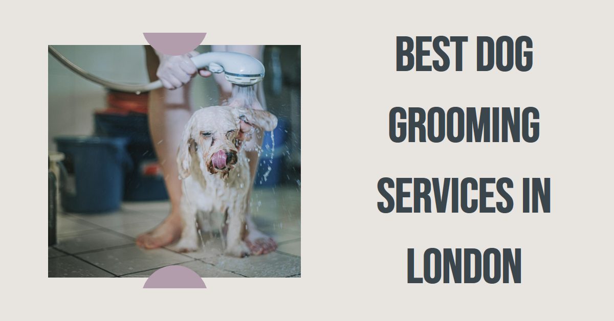 Best Dog Grooming Services In London (2026)