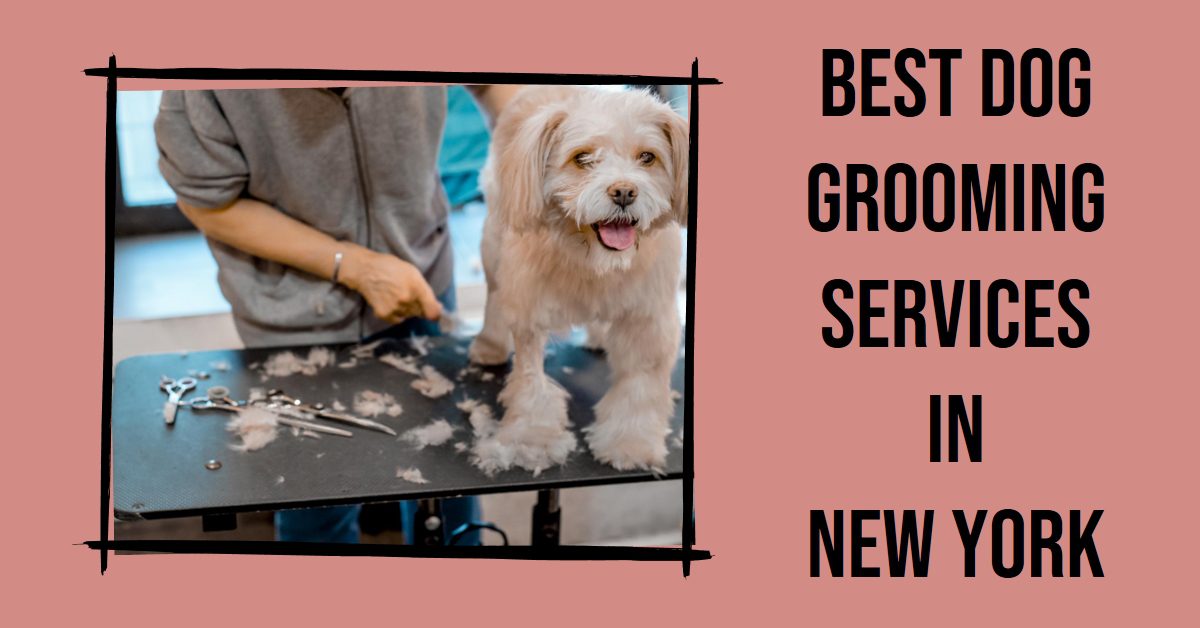 Best Dog Grooming Services In New York (2026)