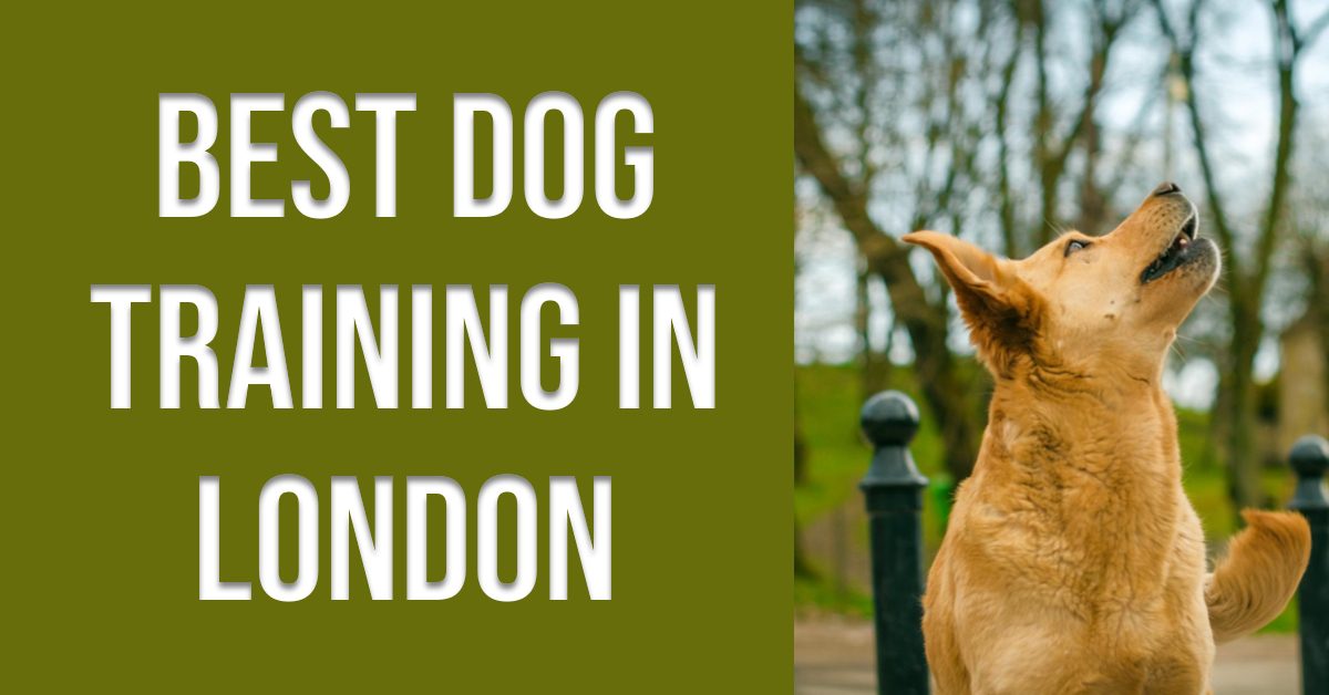 Best Dog Training In London (2026)