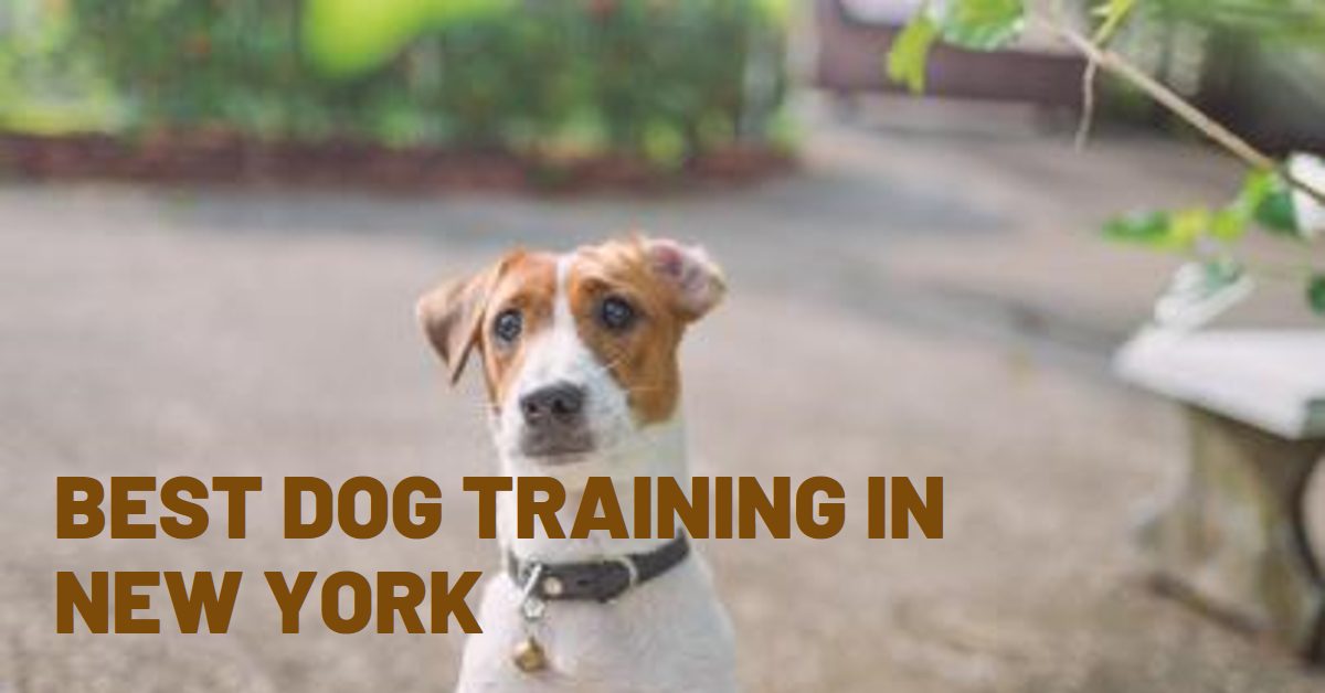 Best Dog Training In New York (2026)