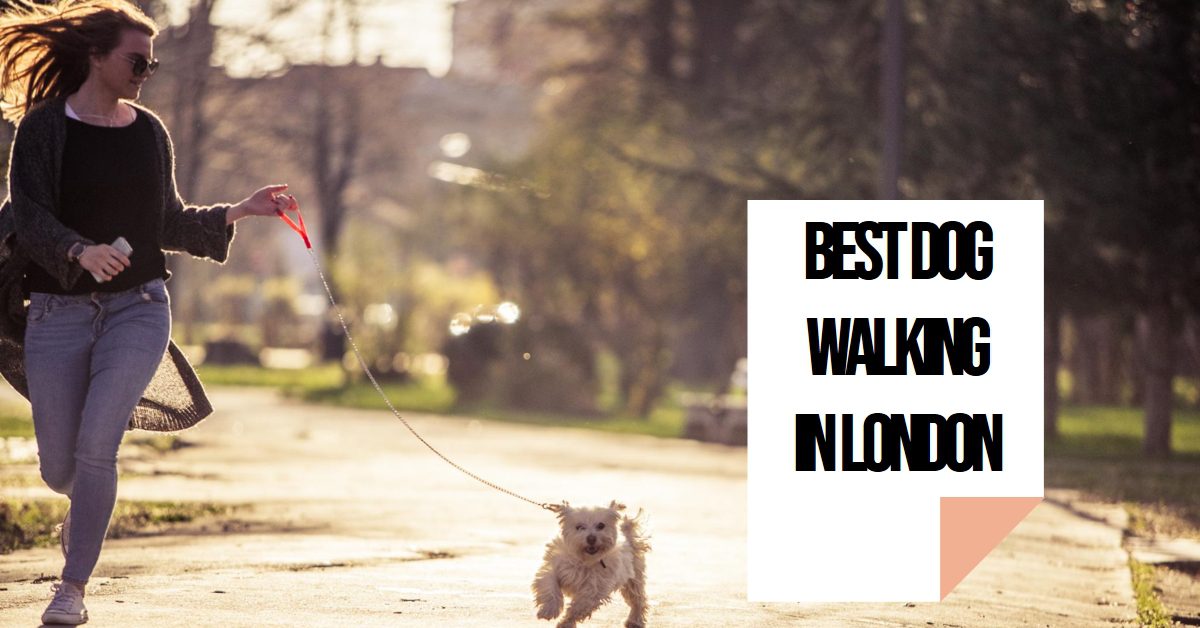 Best Dog Walking In London (2026)