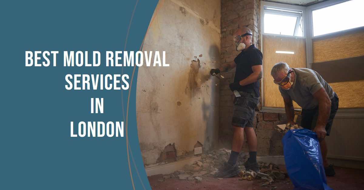 Best Mold Removal Services In London (2026)