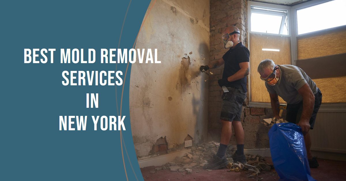 Best Mold Removal Services In New York (2026)