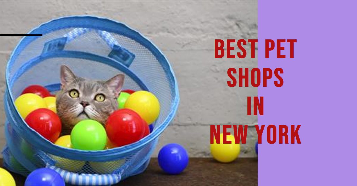 Best Pet Shops In New York (2026)