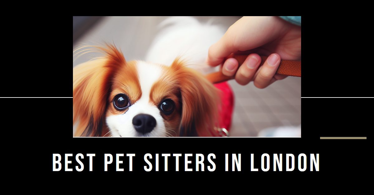 Best Pet Sitters In London (2026)