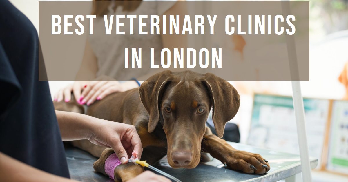 Best Veterinary Clinics In London (2026)