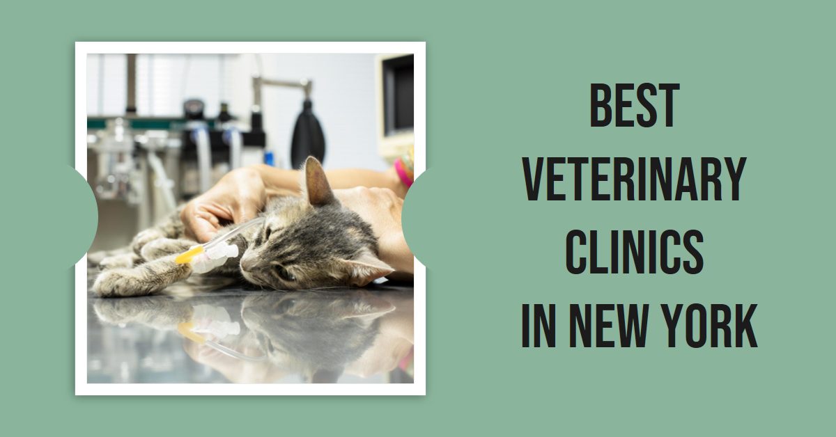 Best Veterinary Clinics In New York (2026)