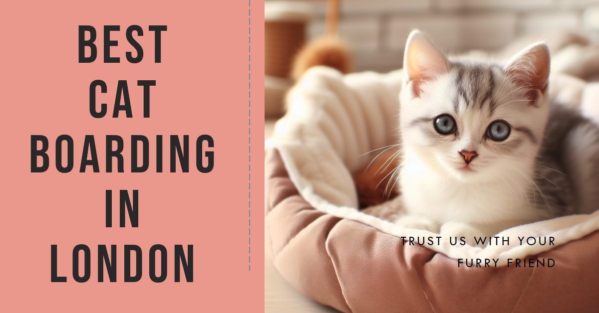 Best Cat Boarding In London (2026)