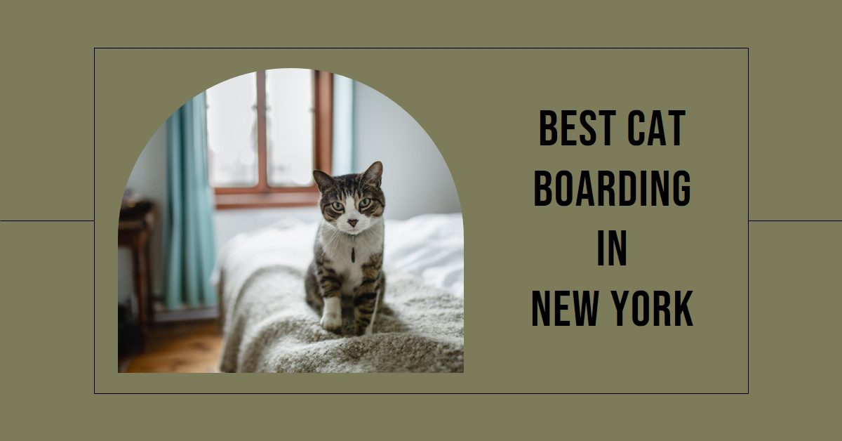 Best Cat Boarding In New York (2026)