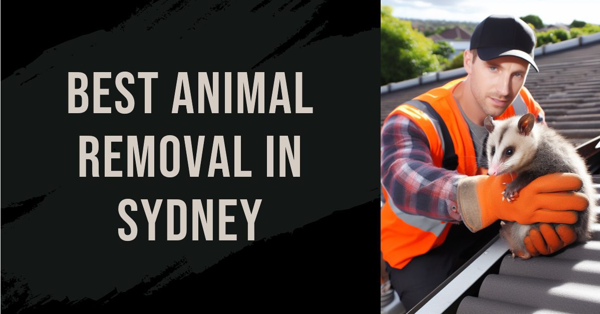 Best Animal Removal In Sydney (2026)