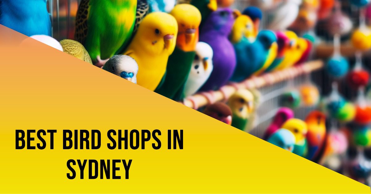 Best Bird Shops In Sydney (2026)