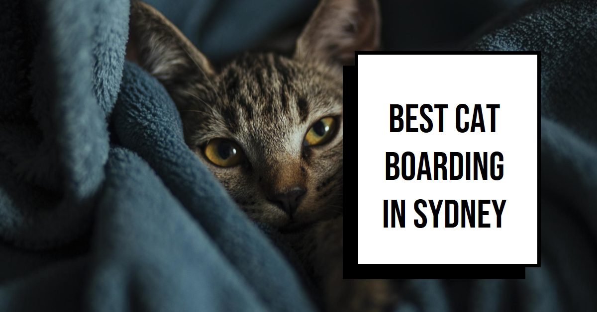 Best Cat Boarding In Sydney (2026)