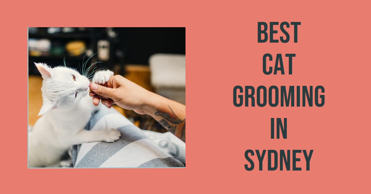 Best Cat Grooming In Sydney (2026)