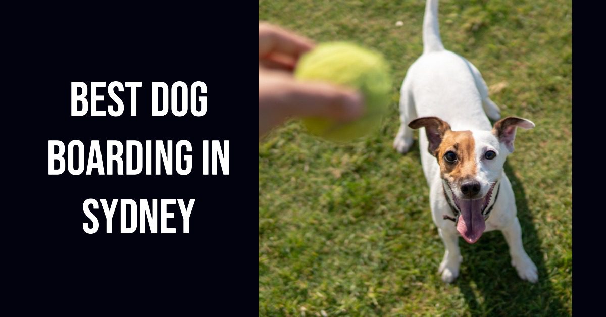 Best Dog Boarding In Sydney (2026)
