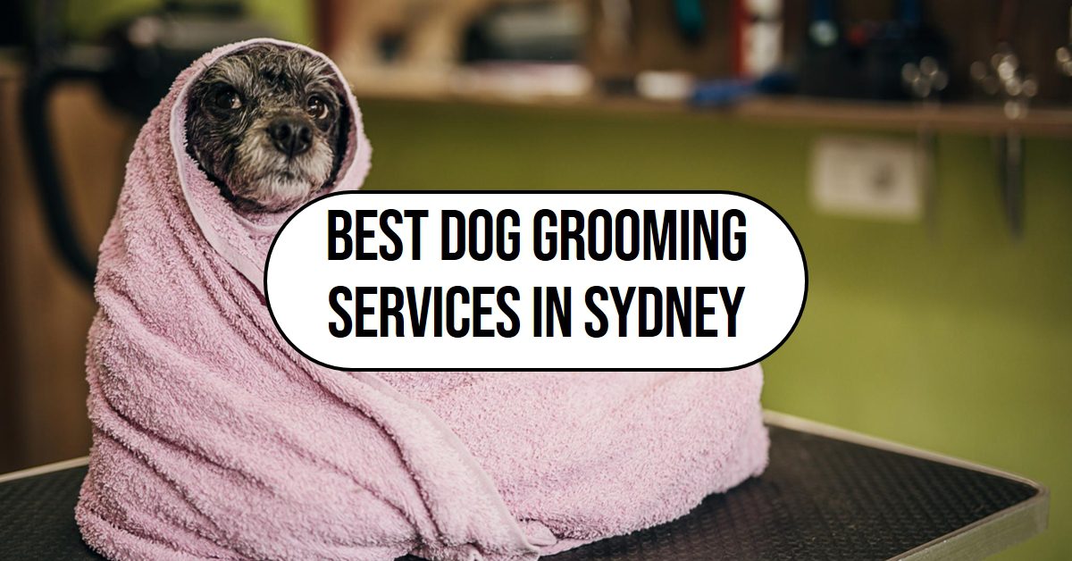 Best Dog Grooming Services In Sydney (2026)